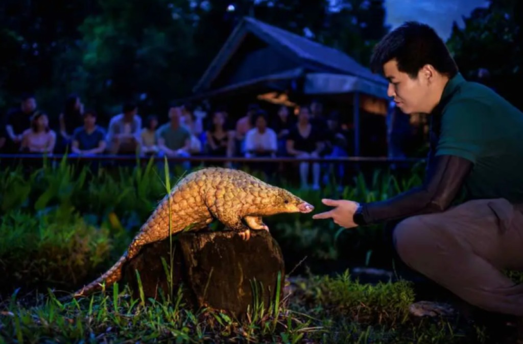 Champimom-帶孩子走進 新加坡 Mandai Wildlife Reserve - 新加坡夜間動物園 Night Safari