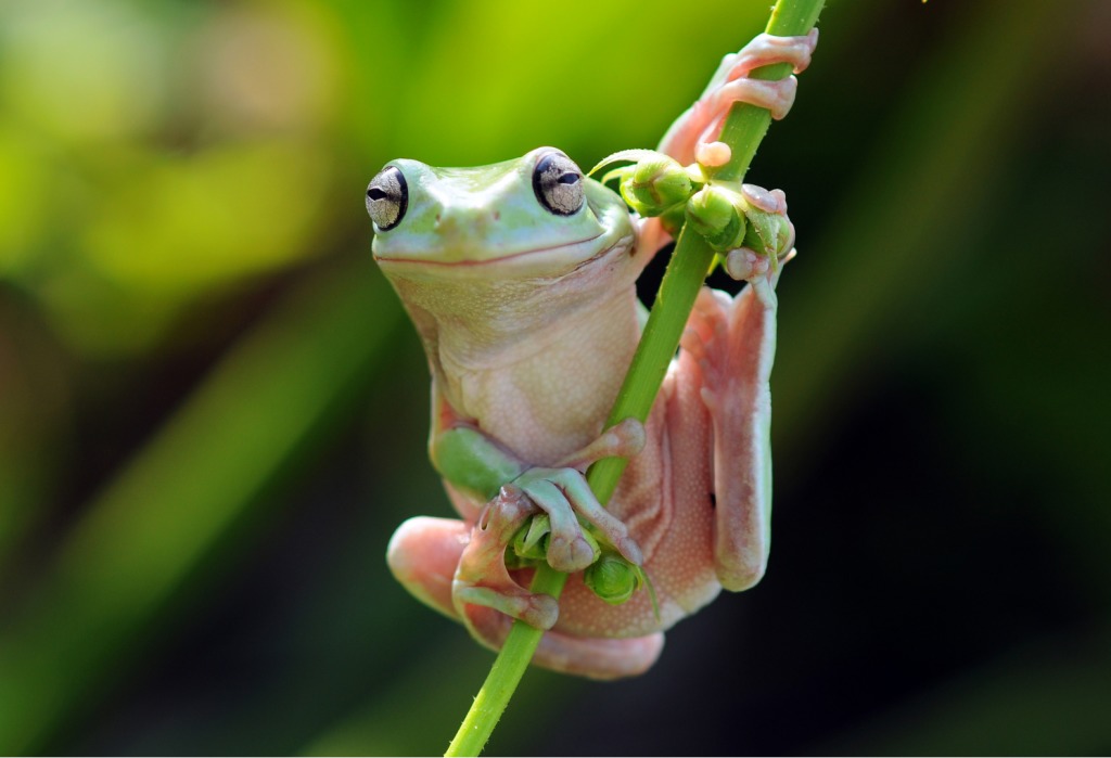 萬聖節怪奇動物展覽.png